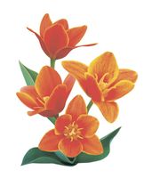 Товар: шторка д/в тканевая 180х200см "Оранжевое настроение" MZ-144 - фото 1 шторка д/в тканевая 180х200см "Оранжевое настроение" MZ-144 — фото 1, Шторки на ванну