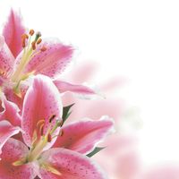 Товар: шторка д/в тканевая 180х200см "Розовые лилии" MZ-140 - фото 1 шторка д/в тканевая 180х200см "Розовые лилии" MZ-140 — фото 1, Шторки на ванну