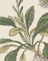 Обои Anna French Bristol арт-AT57853 — фото 5, Обои