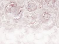 Фрески Affresco Trend Art арт-ML469-COL2 — фото 1, Фрески