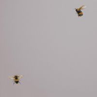 Обои Andrea Rossi Cavolli Винил на флизелине (1,06*10,05) Серый/Бежевый, Насекомые арт-54419-4 — фото 1, Обои для стен