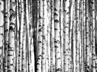 Обои Wallquest Sage II арт-SG42300M — фото 1, Обои