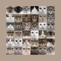 Товар: Обои Loymina Illusion vol. II арт-DA001 - фото 1 Обои Loymina Illusion vol. II арт-DA001 — фото 1, Обои