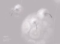 Фрески Applico Four арт-0051-A — фото 2, Фрески