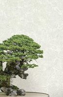 Товар: Обои Decori & Decori Zen арт-72973 - фото 4 Обои Decori & Decori Zen арт-72973 — фото 4, Обои для стен