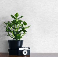 Обои Grandeco Gloria арт-R119025 — фото 3, Обои для стен