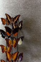 Обои Khroma Cabinet Of Curiosities арт-CAB904 — фото 3, Обои