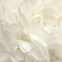 Обои Aura Atmosphere арт-G78424 — фото 1, Обои