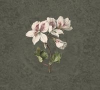 Обои KT-Exclusive Vanilla Lime арт-014278 — фото 1, Обои