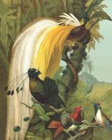 Обои Rasch Curiosity арт-543797 — фото 1, Обои