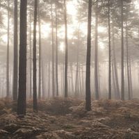 Обои Aura Atmosphere арт-G78426 — фото 1, Обои