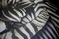 Обои Roberto Cavalli Home 8 арт-RC19116 — фото 2, Обои