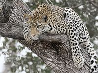 Обои Loymina Illusion арт-DM-034 — фото 1, Обои