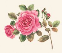 Обои Jaima Brown Notting Hill арт-JB91901M — фото 1, Обои