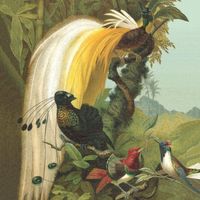 Обои Rasch Curiosity арт-543780 — фото 1, Обои