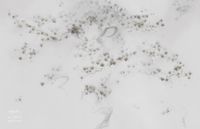 Фрески Applico Four арт-0060-S1 — фото 1, Фрески