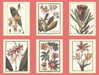 Обои Ashford House Ashford Toiles арт-AF1931 — фото 1, Обои