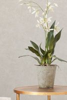 Обои Sirpi Academy a tribute to Gustav Klimt арт-25671 — фото 3, Обои