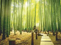 Обои Loymina Illusion vol. II арт-DS025 — фото 1, Обои