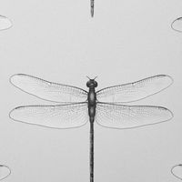 Обои Andrea Rossi Cavolli Винил на флизелине (1,06*10,05) Белый, Насекомые арт-54426-1 — фото 1, Обои для стен