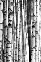 Обои Wallquest Sage II арт-SG42400M — фото 1, Обои