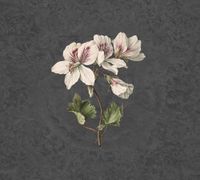 Обои KT-Exclusive Vanilla Lime арт-014276 — фото 1, Обои