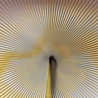 Обои Zambaiti Parati Trussardi 7 арт-Z18990 — фото 1, Обои для стен