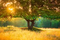 Обои Loymina Illusion арт-DS-014 — фото 1, Обои