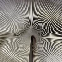 Обои Zambaiti Parati Trussardi 7 арт-Z18991 — фото 1, Обои для стен