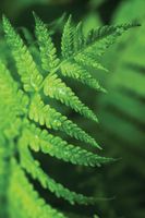 Товар: Обои Wallquest Sage II арт-SG42504M - фото 1 Обои Wallquest Sage II арт-SG42504M — фото 1, Обои