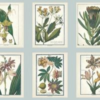 Обои Ashford House Ashford Toiles арт-AF1930 — фото 1, Обои