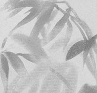 Товар: Обои Bernardo Bartalucci Legend Флизелин (1,06*10) Серый, Листья арт-5069-3 - фото 1 Обои Bernardo Bartalucci Legend Флизелин (1,06*10) Серый, Листья арт-5069-3 — фото 1, Обои