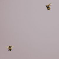 Обои Andrea Rossi Cavolli Винил на флизелине (1,06*10,05) Розовый/Бежевый, Насекомые арт-54419-5 — фото 1, Обои для стен