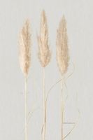 Товар: Обои Marburg Natural Opulence арт-33280 - фото 1 Обои Marburg Natural Opulence арт-33280 — фото 1, Обои