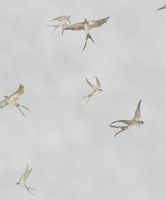 Обои Marburg Essentiell Винил на флизелине (0,53*10,05) Серый/Коричневый, Птицы арт-34790 — фото 1, Обои