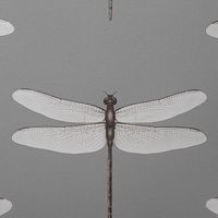 Обои Andrea Rossi Cavolli Винил на флизелине (1,06*10,05) Серый, Насекомые арт-54426-7 — фото 1, Обои для стен