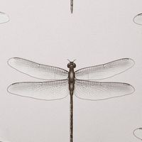 Обои Andrea Rossi Cavolli Винил на флизелине (1,06*10,05) Серый, Насекомые арт-54426-6 — фото 1, Обои для стен