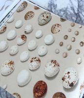 Товар: Обои Sanderson Giles Deacon арт-217326 - фото 2 Обои Sanderson Giles Deacon арт-217326 — фото 2, Обои