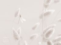 Товар: Фрески Applico Three арт-0032-С - фото 2 Фрески Applico Three арт-0032-С — фото 2, Фрески