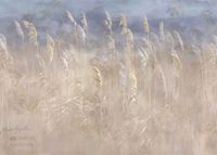 Фрески Applico Three арт-0037-S1 — фото 1, Фрески