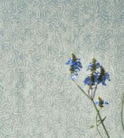 Обои Designers Guild Foscari Fresco арт-PDG1092-06 — фото 2, Обои