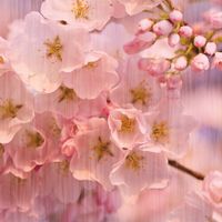 Обои Loymina Illusion vol. II арт-DFL004 — фото 1, Обои