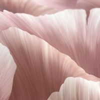 Товар: Обои Grandeco Belize арт-BZ3009 - фото 3 Обои Grandeco Belize арт-BZ3009 — фото 3, Обои для стен