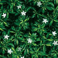 Товар: Обои Shinhan Natural арт-88638-1 - фото 1 Обои Shinhan Natural арт-88638-1 — фото 1, Обои