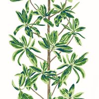 Товар: Обои Thibaut Wanderlust арт-T45035 - фото 1 Обои Thibaut Wanderlust арт-T45035 — фото 1, Обои