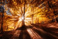 Обои Loymina Illusion арт-DF-002 — фото 1, Обои