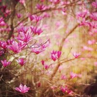 Товар: Обои Loymina Illusion vol. II арт-DFL001 - фото 1 Обои Loymina Illusion vol. II арт-DFL001 — фото 1, Обои