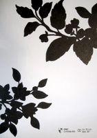 Обои Carlucci di Chivasso Curious арт-CA9086-090 — фото 1, Обои