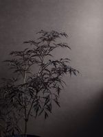 Обои Borastapeter Chalk арт-5066 — фото 4, Обои