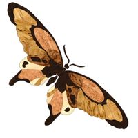 Художественный паркет Da Vinci паркетный декор 26-032 — фото 1, Художественный паркет